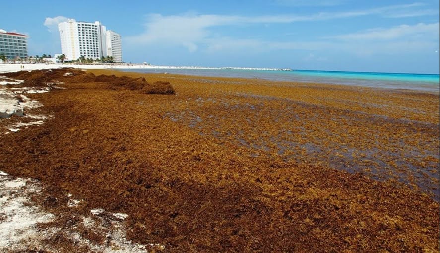 A beach blanketed shore-to-horizon in thick decomposing Sargassum. Documentary photograph.