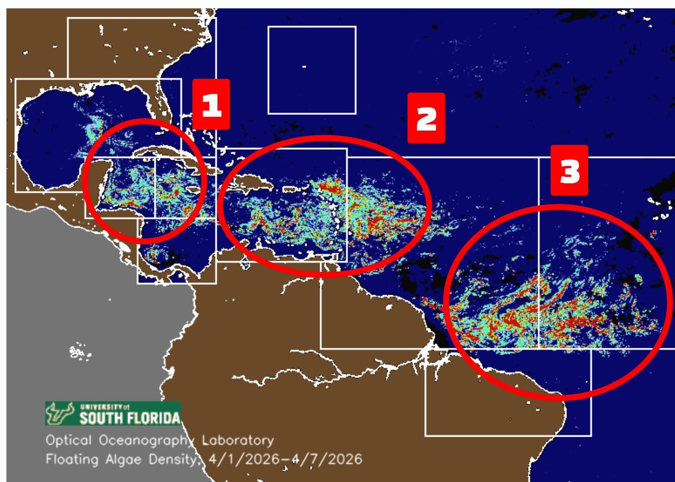 University of South Florida satellite view of Floating Algae Density, April 2026. Circled zones mark the highest-density belts tracking toward inhabited coastlines.