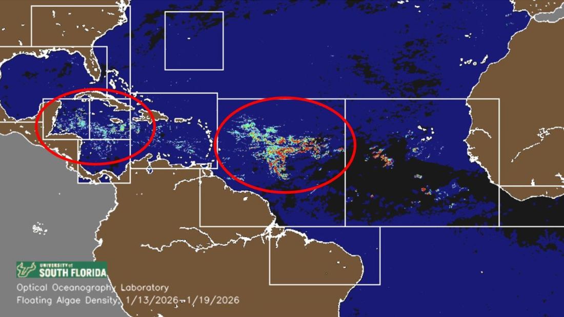 7 Million Tons of Sargassum Moving Towards Mexico and the Caribbean