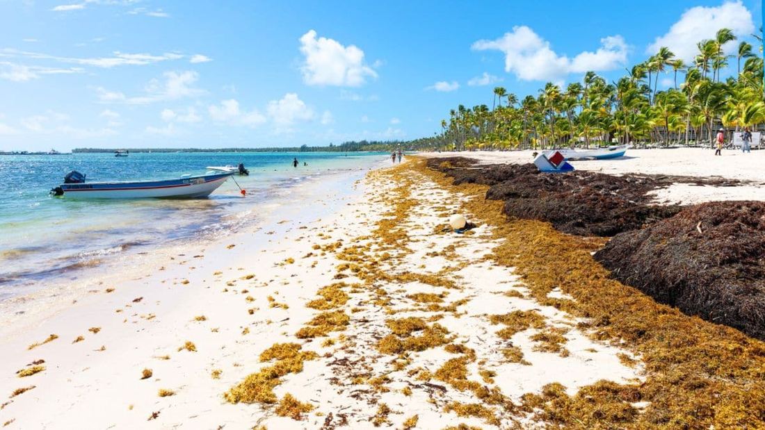 Dominican Republic Launches Environmental Operation in Response to Sargassum Invasion